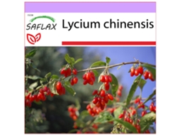 SAFLAX Goji Berry Lycium Chinensis 200 Sementes