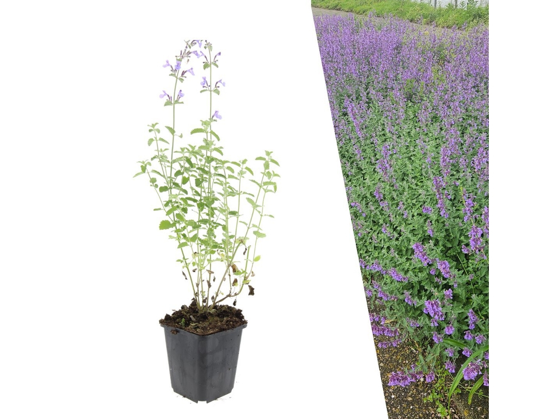 24 Plantas de Erva dos Gatos, Nepeta 'walker's Low', Cobertura Resistente, Perenes, PLANTS BY FRANK