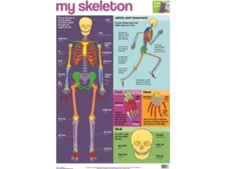 Livro My Skeleton Wallchart de Author (Inglês)