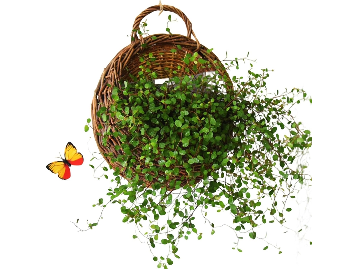 Decoração de Parede em Vime, Vaso Suspenso Artesanal Rattan Natural, para Sala Estar, Quarto, CHABERLU