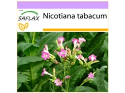 SAFLAX Tabaco Virgínia Genuíno Nicotiana Tabacum 250 Sementes