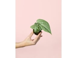 Monstera Silver Mini | Planta Natural De Interior Premium | Pur Plant