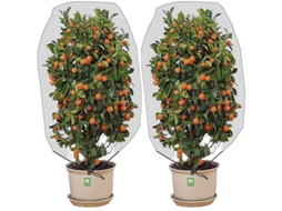 Gaiolas para plantas AQUAFORGE, suportes para trepadeiras