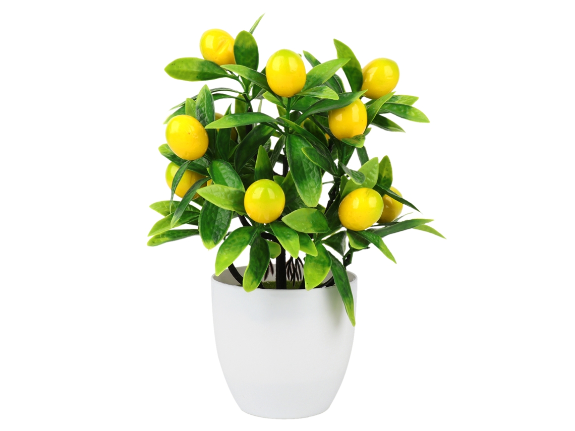 Árvore de Frutas em Pote com Limão, Kumquat, LAXISCREED, Vaso Antigo