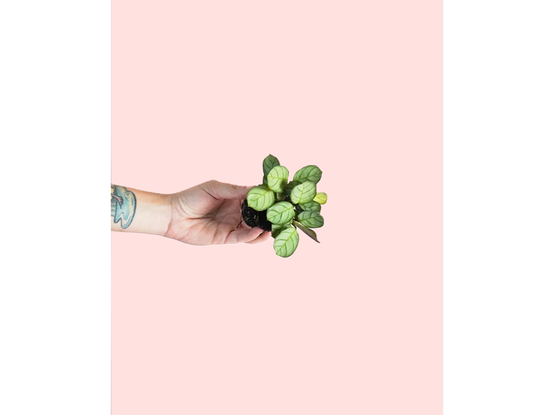 Maranta Amabilis Mint | Planta Natural Tropical De Interior Pet Friendly E Resistente | Pur Plant