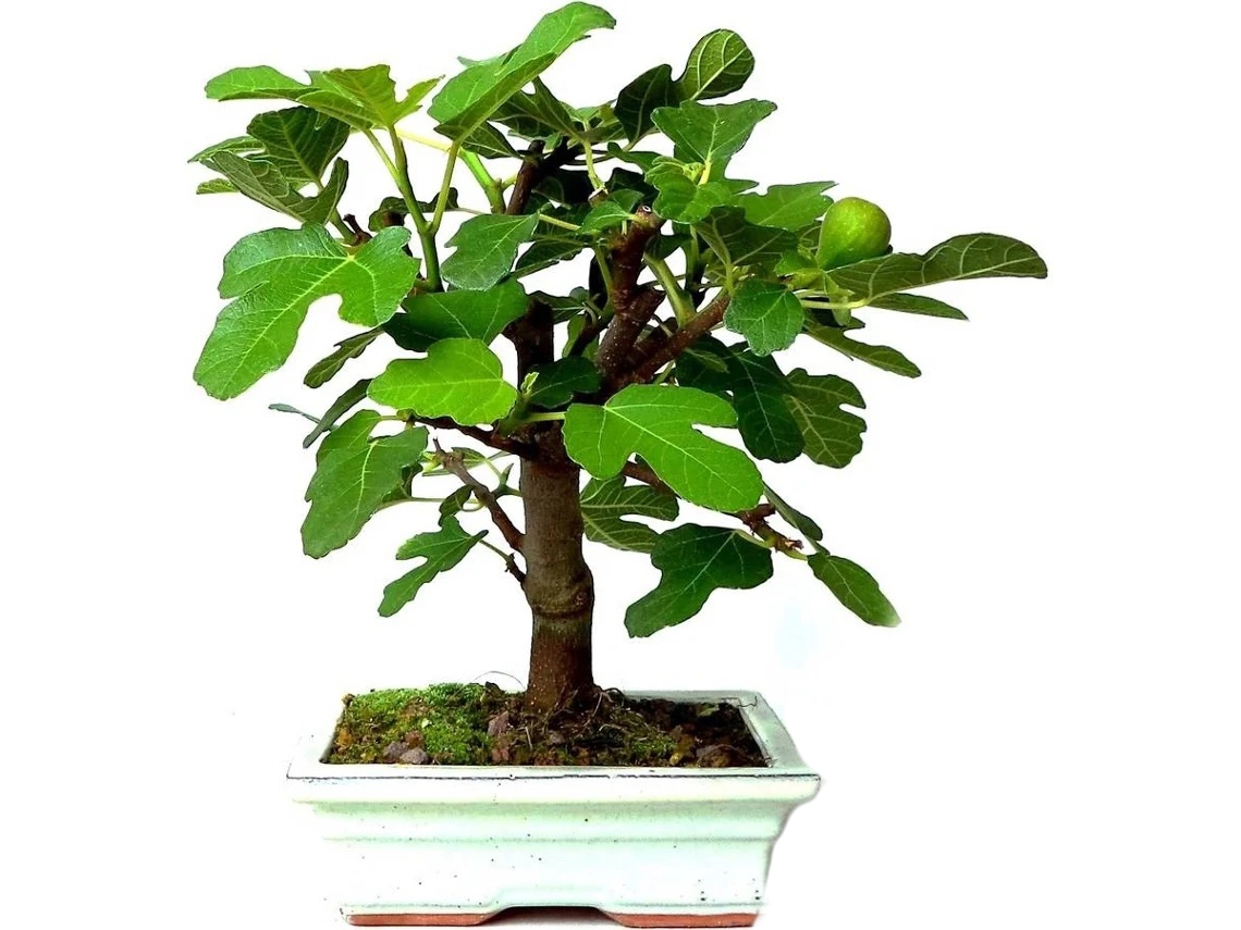 Figueira Bonsai LUSO-BONSAI  de 9 anos