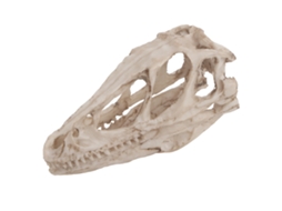 Modelo Decorativo e Didático de Cabeça de Dinossauro em Resina