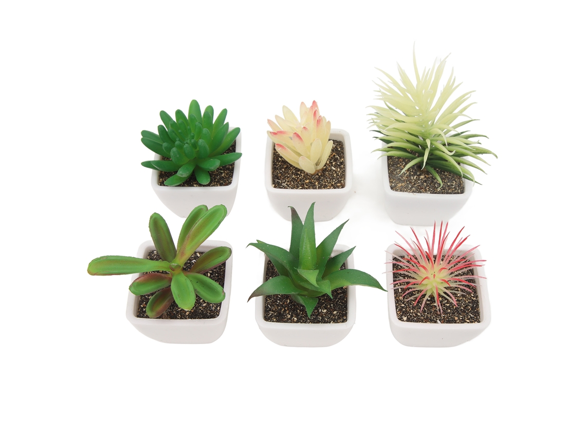 6 Succulentas Artificiais LAXISCREED