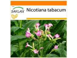 SAFLAX Garden In The Bag Tabaco Virgínia Genuíno Nicotiana Tabacum 250 Sementes com Substrato de Cultivo em Saco Prático e Automontante