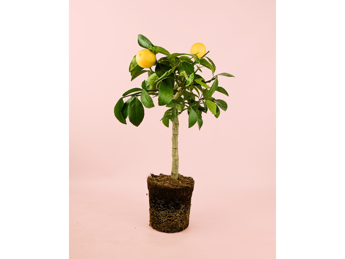 Mini Limoeiro | Mini Árvore De Fruto Natural | Pur Plant