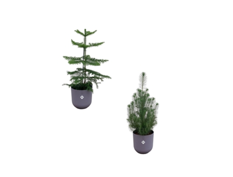 Pacote de Natal Pinus -Panzel Incluindo Maconha Elho 2 Peças 50 Cm EVERSPRING