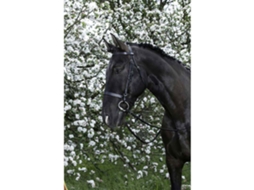 Cabeçada Francaise Verde Fullriding World