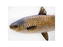 GABY The Grass Carp Mini