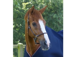 Cabresto anatómico laminado de couro para cavalos Premier Equine Hennaroso