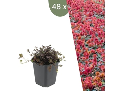 | 48 Plantas Erva Ouriço | Acaena Microphylla Kupferteppich | Cobertura Do Solo Resistente | Perene Resistente | Plantas De Jardim Plants By Frank