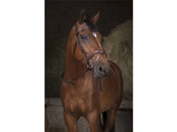 Rédeas Do Canva 16 Mm Castanho Fullnorton Equestrian