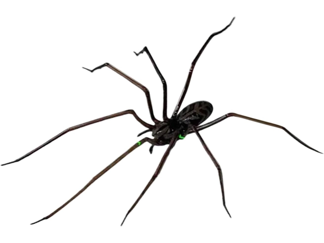 Ímã De Geladeira Multifuncional Em Formato De Aranha, Resistente E Decorativo.