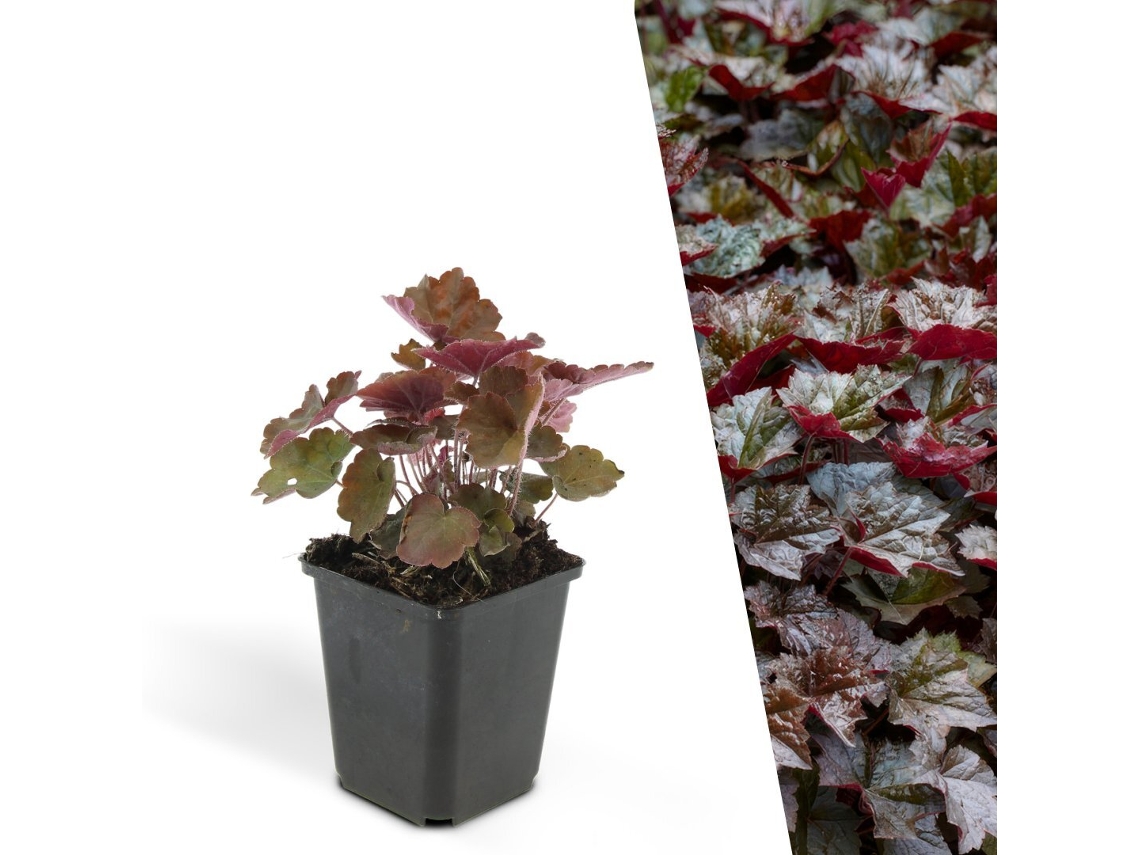 48 Plantas de Sino Roxo Heuchera Micrantha 'palace Purple' Cobertura resistente Perenes (LxAxP cm)
