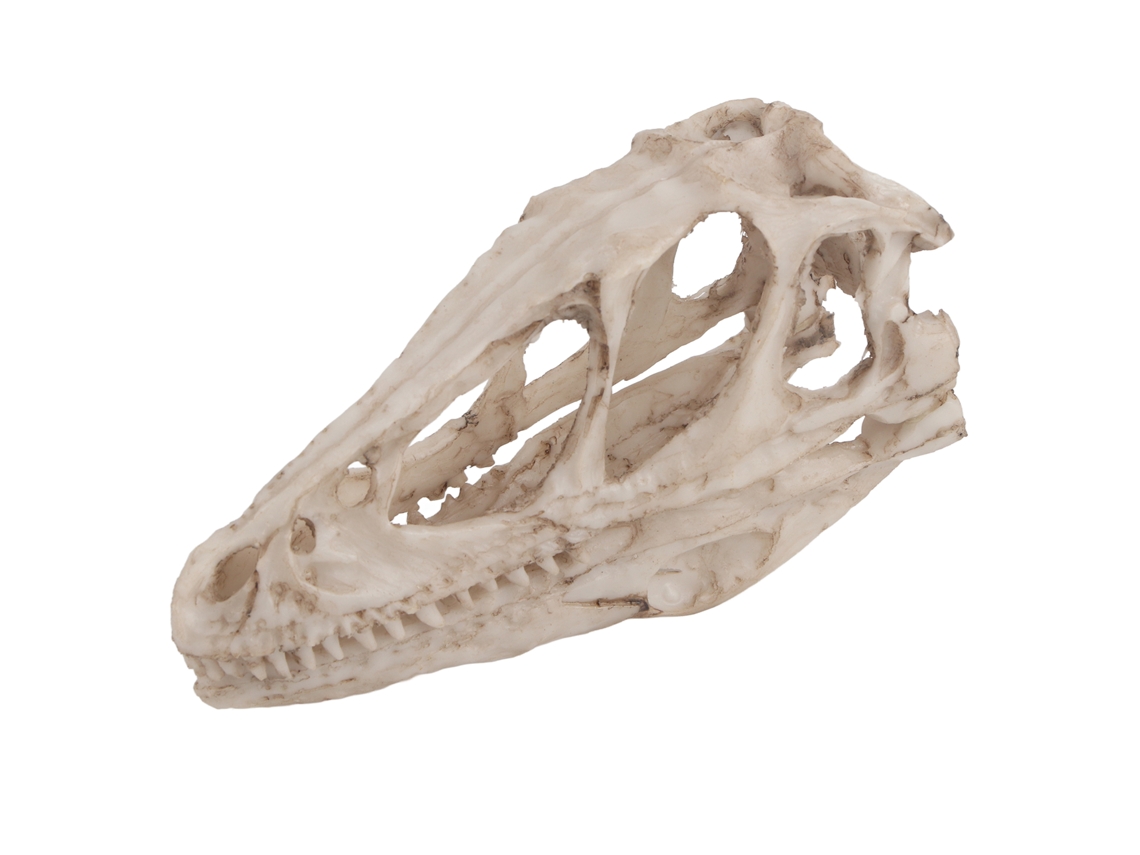 Modelo Decorativo e Didático de Cabeça de Dinossauro em Resina