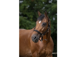 Cabresto para cavalos Norton Doublé néoprène
