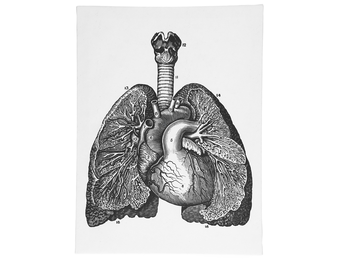 Quadro Decorativo De Anatomia Em Tela Retrô Para Parede Hospital Quarto Sala Aula