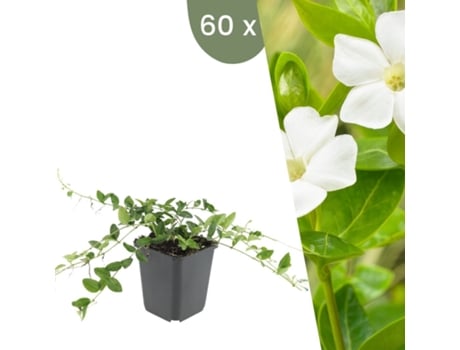 | 60 Plantas De Pervinca Branca | Vinca Minor Alba | Cobertura Do Solo Hardy | Perenes Hardy | Plantas De Jardim Hardy Plants By Frank