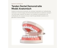 Model Anatomico De Dente - Modelo De Demonstração Odontológica - 28 Dentes Imóveis - Gengiva Suave - Materiais Duráveis - Ferramenta De Ensino/ajuda -