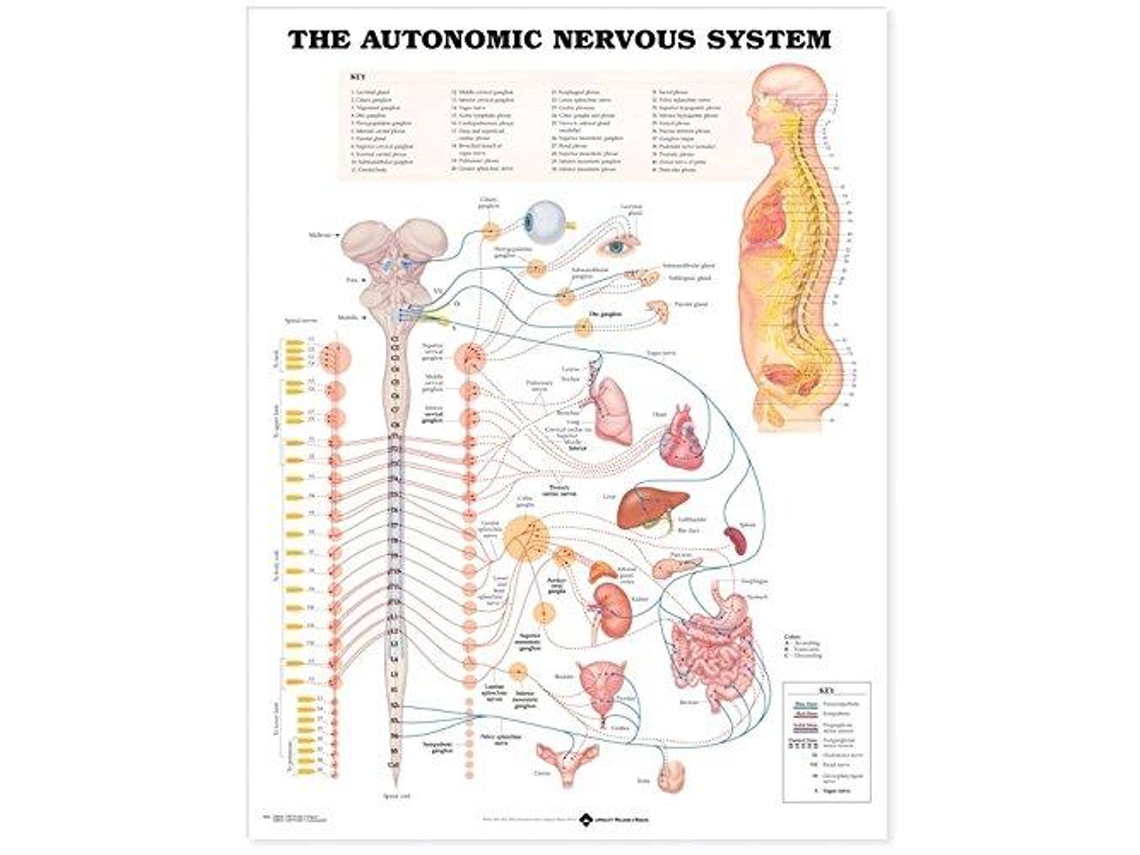 Livro Autonomic Nervous System Anatomical Chart de Anatom Chrt Co (Inglês)