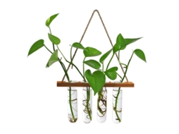 Vaso De Parede Laxiscreed Com Tubos De Vidro Para Plantas Hidroponicas E Decoração Em Madeira Natural