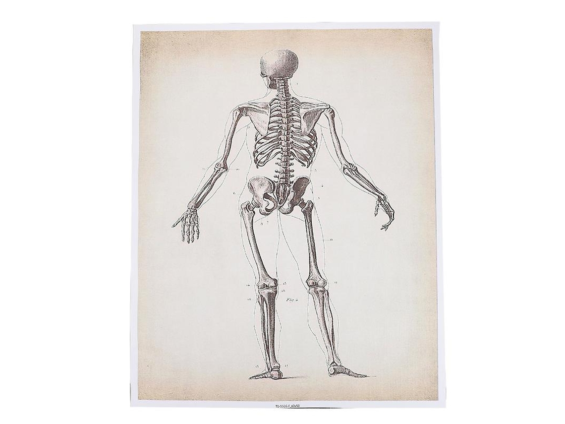 Gráfico de Anatomia Humana ALLINLESS
