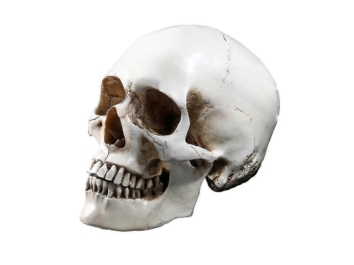 11 Modelo De Crânio Humano Réplica Resina Traçado Anatômico Médico Esqueleto De Ensino Médico Decoração De Halloween Estátua Slowmoose