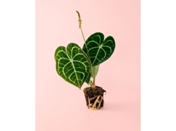Anthurium Clarinervium 12 Cm | Planta Tropical Elegante | Pur Plant
