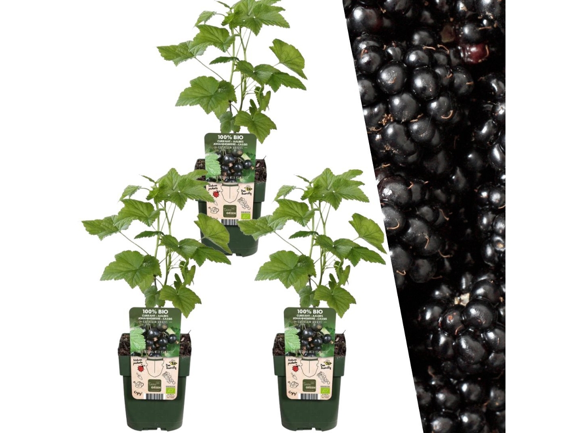 Plants by Frank | 3 plantas de amora | 100 plantas frutíferas orgânicas | amoras | plantas de jardim | plantas resistentes para o jardim