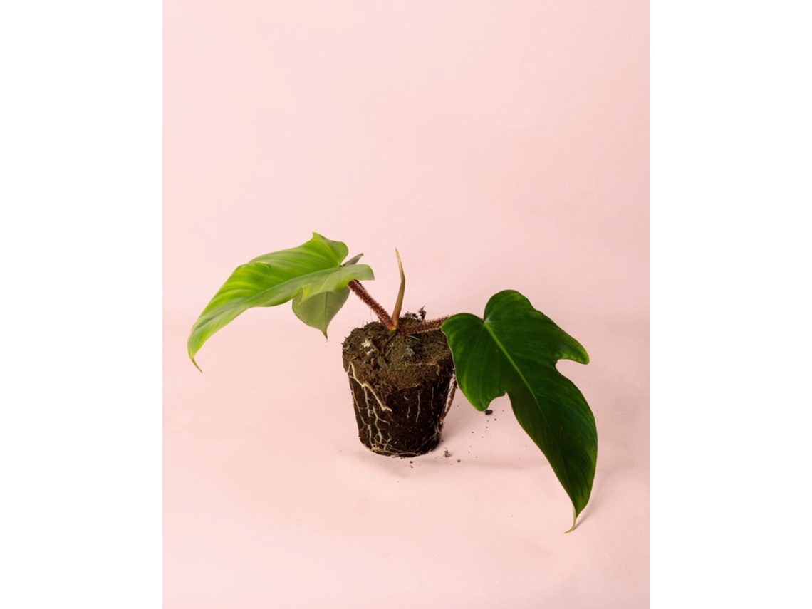 Philodendron Squamiferum | Planta Tropical Trepadeira | Pur Plant