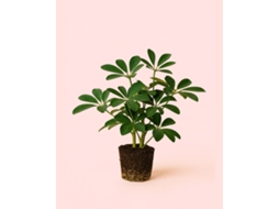 Schefflera Nora Verde - Planta Natural de Interior, vaso Ø13cm