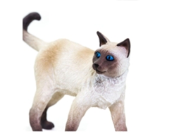SAFARI Siamese