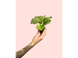 Calathea Orbifolia Mini 7 Cm – Planta Tropical Pet Friendly