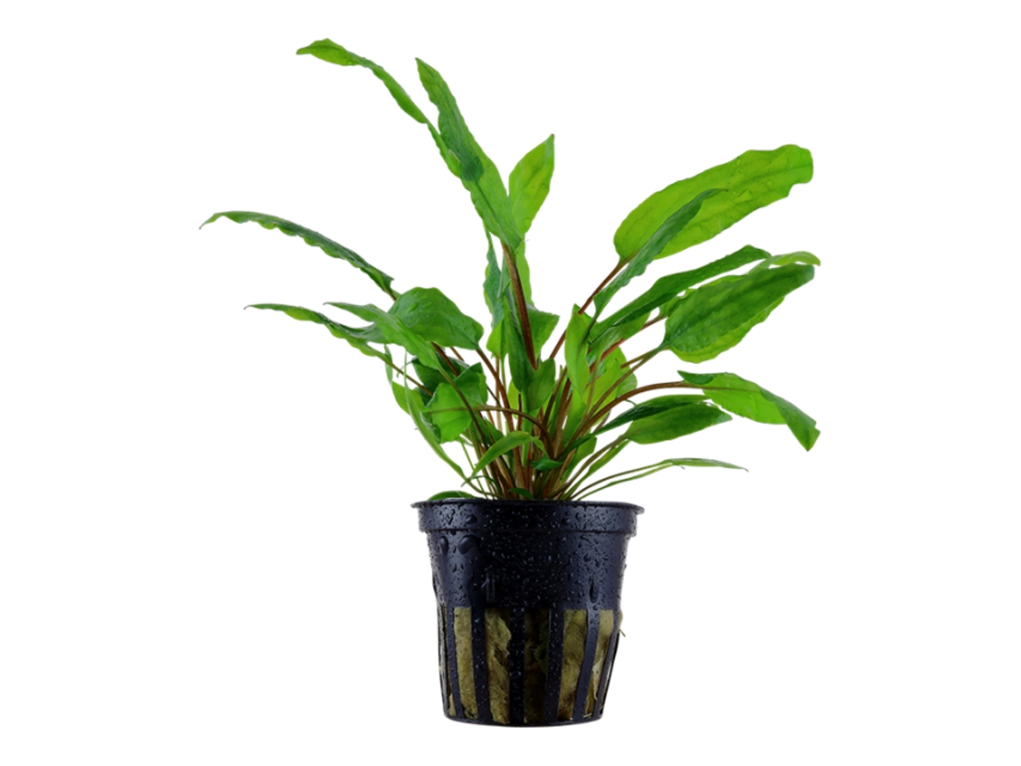 Cryptocoryne Wendtii 'green'