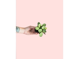 Maranta Amabilis Mint | Planta Natural Tropical De Interior Pet Friendly E Resistente | Pur Plant
