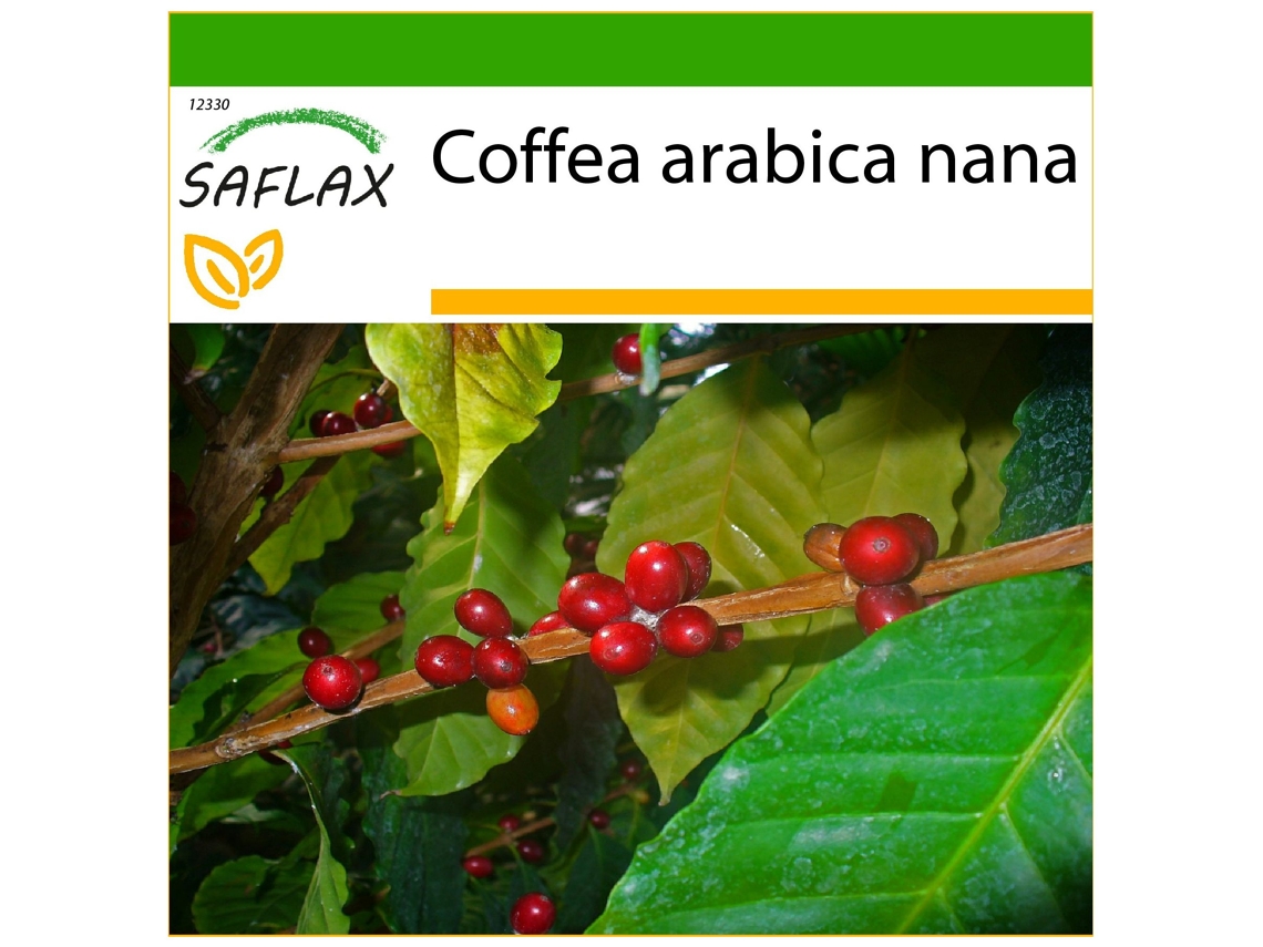 SAFLAX Arbusto de Café Anão Coffea Arabica Nana 8 Sementes com Substrato de Cultivo Livre de Germes