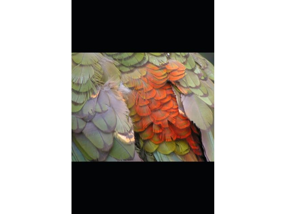 Livro Collected Poems Volume Three 2006-2009 De Scott Ransopher (inglês)