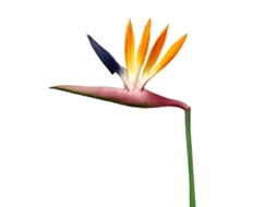Flor artificial Bird Of Paradise em seda para decoração de interior LAXISCREED