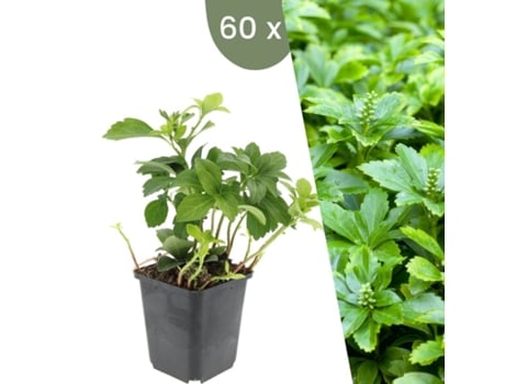 | 60 Ysander Plantas | Pachysandra Terminalis Green Carpet | Cobertura Do Solo Hardy | Perenes Hardy | Plantas De Jardim Plants By Frank