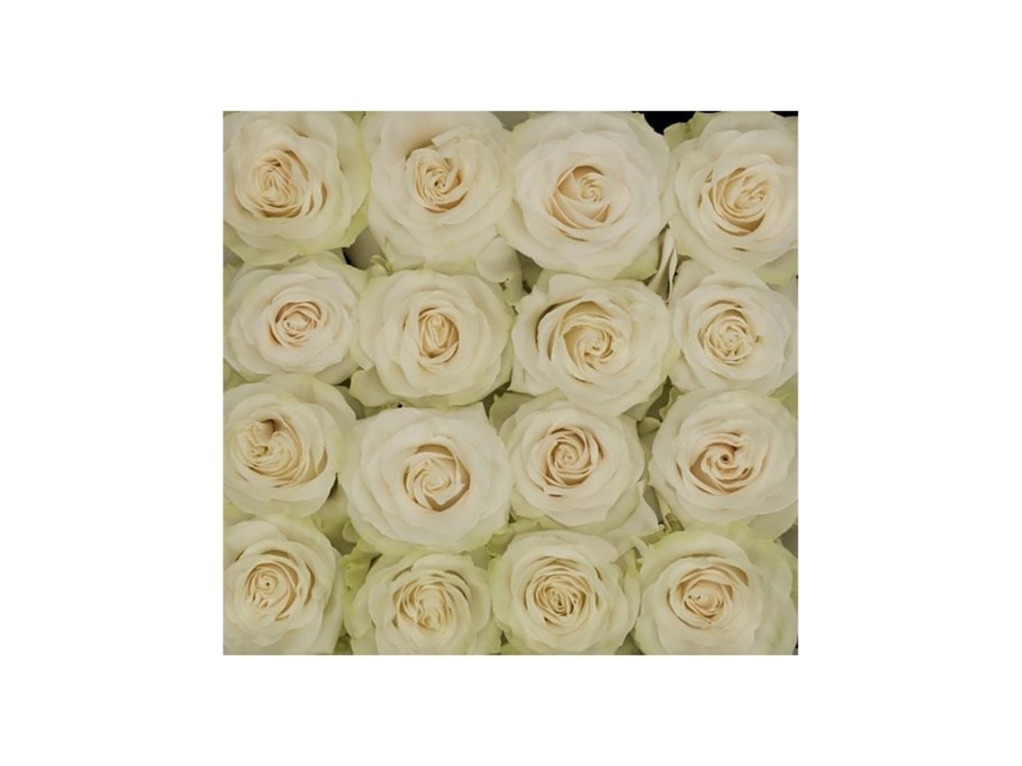 Rosas Variadas | Flor Natural | Ramo De 12 Tallos | 60cm De Alto Blancas Mondial