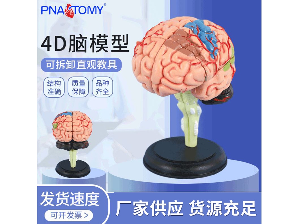 Modelo Cerebral 4d LAXISCREED para Ensino Detalhado