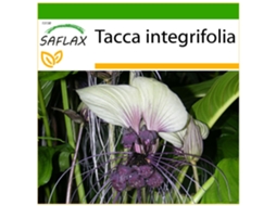 SAFLAX Flor de Morcego Branca Tacca Integrifolia 10 Sementes com Substrato de Cultivo Livre de Germes