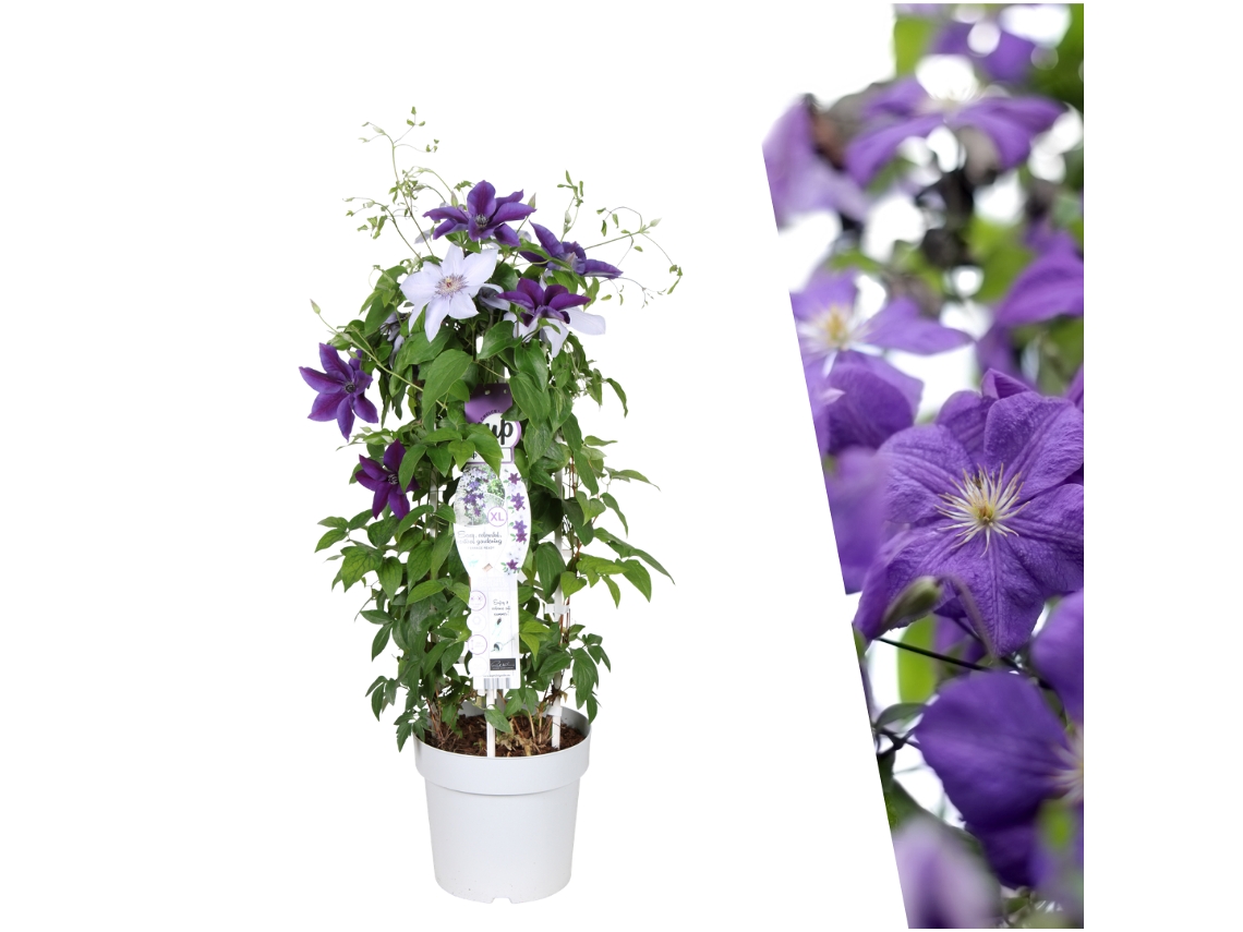 Clematide branca, planta trepadeira resistente ao inverno PLANTS BY FRANK