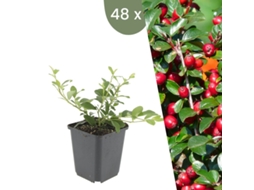 | 48 Plantas De Cotoneaster | Cotoneaster Dammeri | Cobertura Do Solo Resistente | Perenes Resistentes | Plantas De Jardim Resistentes Plants By Frank