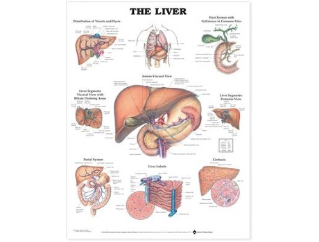 Livro The Liver Anatomical Chart de Anatomical Chart (Inglês)