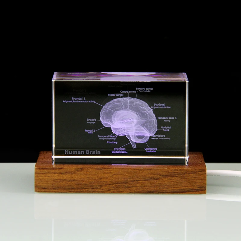 Modelo 3d de Cérebro em Cristal, Presente Ideal para Hospital, Representação de Nervos Cerebrais MDUG (base de Madeira 5x5x8 Cm)